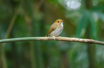 Rufous-browed Flycatcher perch on branch