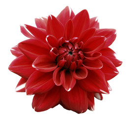 Flower red  motley dahlia. Isolated on a white background. Close-up. without shadows. For design.
