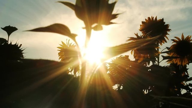 Pretty sun flare sunset in sunflower field