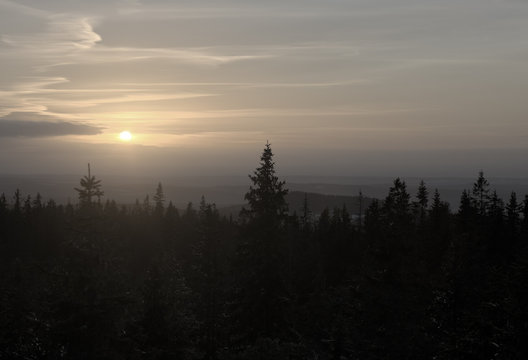 Low sun over fir forest.