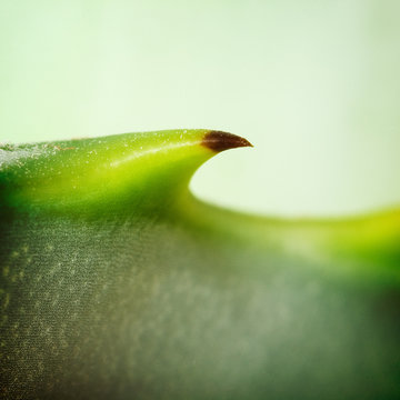 Close-up of succulent plant.