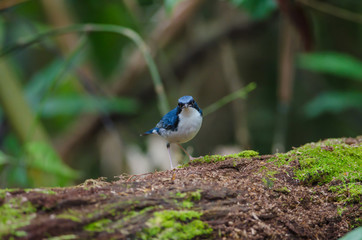 Obraz premium Siberian blue robin (Luscinia cyane)