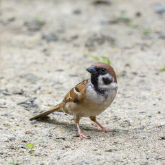 Eurasian Tree Sparrow(Passer montanus), Beautiful brown bird in garden,sparrow.