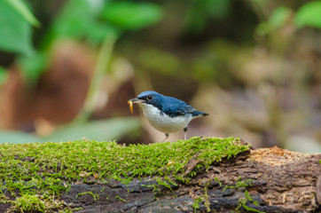 Siberian blue robin (Luscinia cyane)
