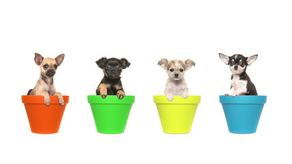 Four chihuahua puppy dogs sitting in colorfull flowerpots in a row on a white background © Elles Rijsdijk
