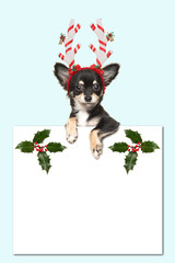 Cute chihuahua dog wearing a christmas hat holding an white paper board with room for text  decorated with christmas ornaments on a soft blue background