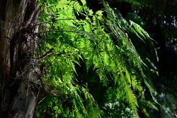 Fototapeta na wymiar fern on the tree in the rain forest jungle 