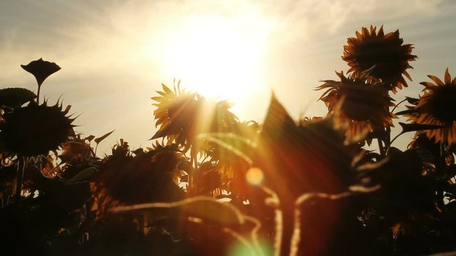 Pretty silhouette sunflowers as the sun is setting in a summer field