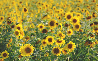 Obraz premium Sunflower field