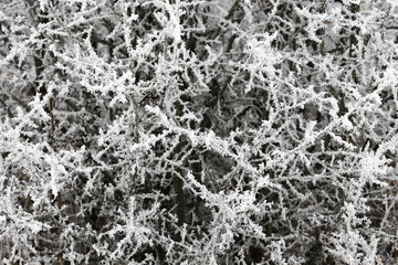 Tree branches on frost frozen.