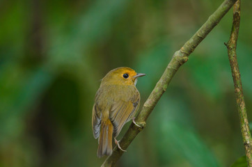 Rufous-browed Flycatcher perch on branch