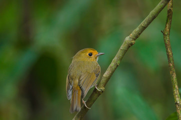 Fototapeta premium Rufous-browed Flycatcher perch on branch