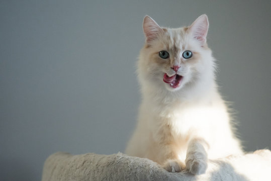 Katze im Angriff