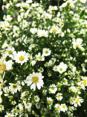 Cutter flower filed background