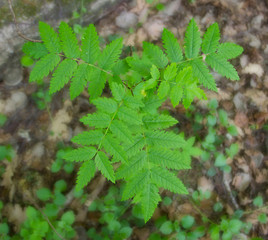 green bush alone in the forest with curly leaves