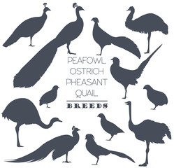 Poultry farming. Peafowl, ostrich, pheasant, quail breeds icon s