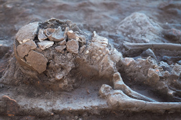 Skeleton