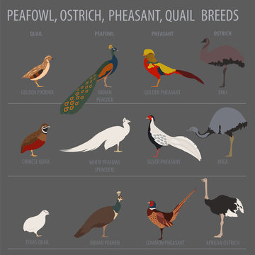 Poultry farming. Peafowl, ostrich, pheasant, quail breeds icon s
