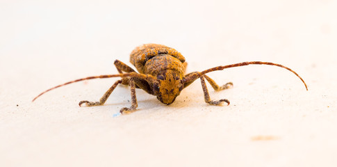 Insect