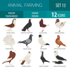 Poultry farming. Pigeon breeds icon set. Flat design