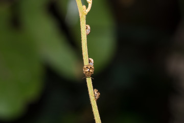 Insect
