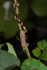 Insect