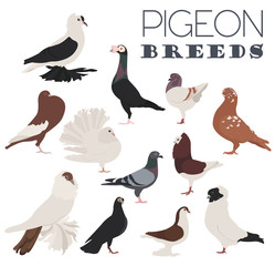 Poultry farming. Pigeon breeds icon set. Flat design
