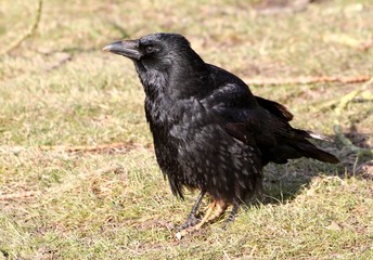 Black Crow or Carrion Crow (Corvus Corone) posing on the ground