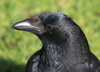 European Black or Carrion Crow (Corvus Corone) closeup portrait