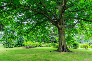 Fototapeta na wymiar Kew Gardens, England