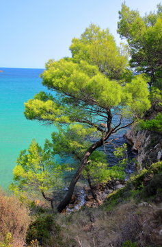 Pine trees on a cliff