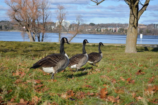 Canada Geese in the park