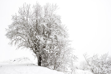 Obraz premium Nieve