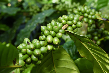 coffee bean green on plant branch