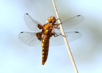 Female European Broad-bodied Chaser / Darter dragonfly (Libellula depressa)
