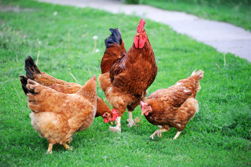 Rooster in green field.