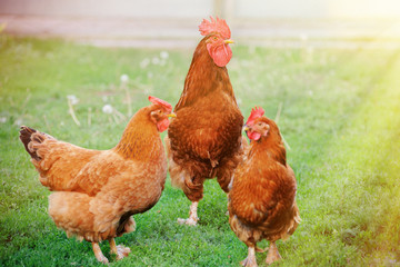 Rooster in green field.