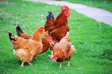 Rooster in green field.