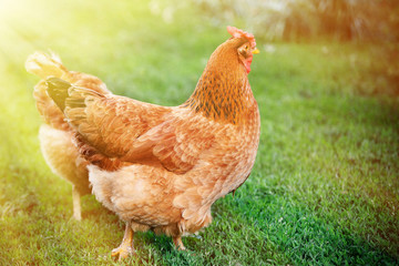 Rooster in green field.
