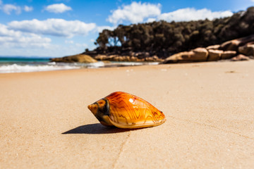Cone shell on sunny Australian beach