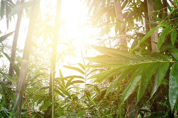 Bamboo forest background in morning sunlight with spider webs an