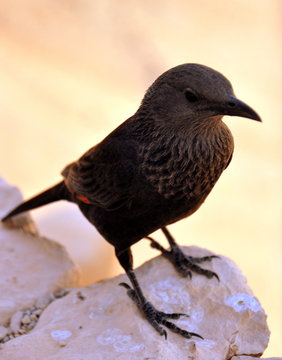 Kolkrabe auf der Festung Masada