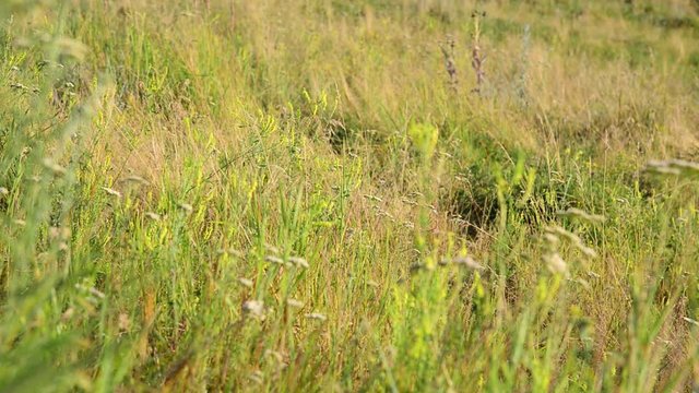 Meadow grass in steppe at the end of summer