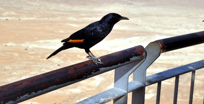 Kolkrabe auf der Festung Masada