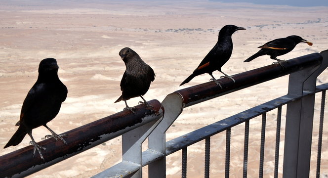 Kolkrabe auf der Festung Masada