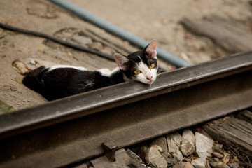 Bangkok street wild cat sleeping on railway.