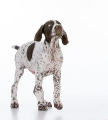 german shorthair pointer puppy