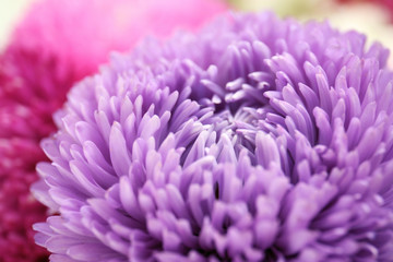 Chrysanthemum bud, closeup