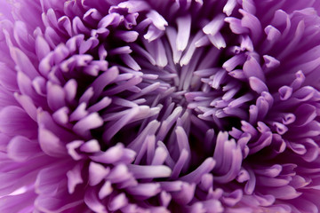 Chrysanthemum bud, closeup