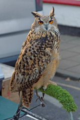 Eurasian Eagle Owl (Bubo Bubo)